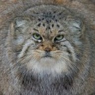 Шанхайский Барс