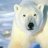 Белый медведь