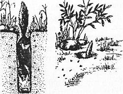 Ловушки для ловли птиц