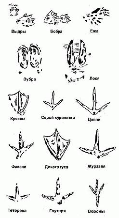 Следы животных