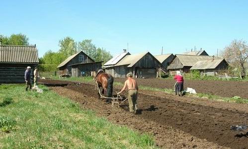 Противоречивые факторы выживания в деревне Противоречивые факторы выживания в деревне